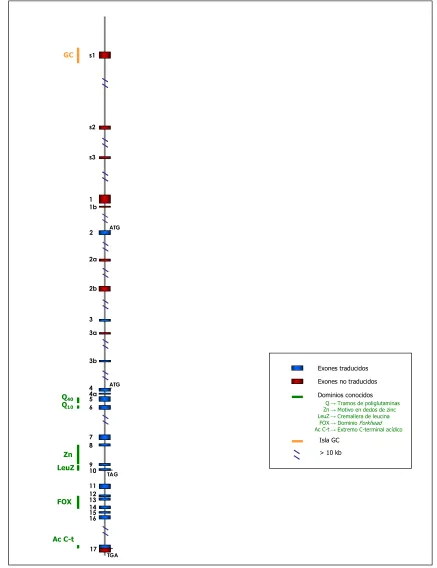 Figura I8. Estructura del gen FOXP2.   