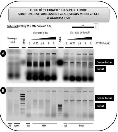 Figura 8: Titració de l’activitat de tall d’ADN mitjançant diferents volums de l’extracte cru d’api i fonoll sobre un substrat  artificial