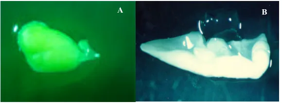 Figura 3.2: Embriones partenogénicos de melón rescatados in vitro tres semanas 