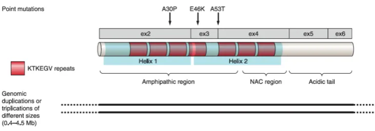 Figure 4. Schematic representation of the domains present within !-synuclein protein. Three point mutations are shown above the protein organization and genomic multiplications below