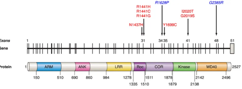 Figure 5. Schematic representation of LRRK2 gene and protein. The seven mutations considered to be pathogenic are shown in red and Asian risk factors in blue