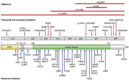 Figure 7. Schematic representation of the domains present within PINK1 protein with indication of known pathogenic mutations ( From Corti et al., 2011)