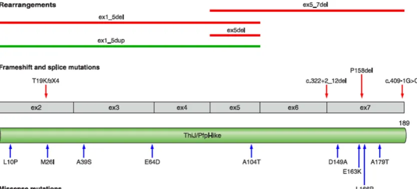 Figure 8. Shematic representation of DJ-1 on transcript and protein levels. Pathogenic homozygous and compound heterozygous mutations are shown (From Corti et al., 2011)