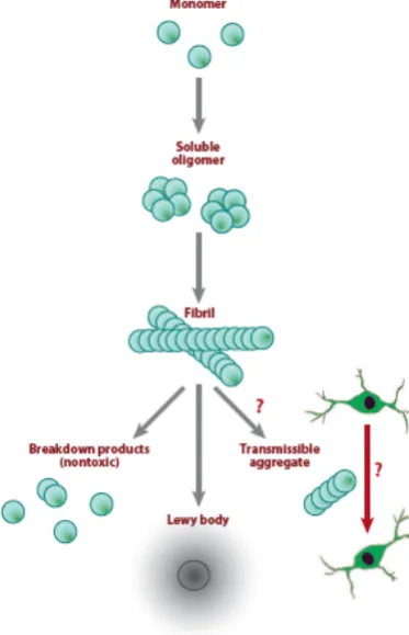 Figure 9. !-Synuclein aggregation  in PD. !-Synuclein monomers assemble to form soluble oligomers, which aggregate to generate insoluble fibrils