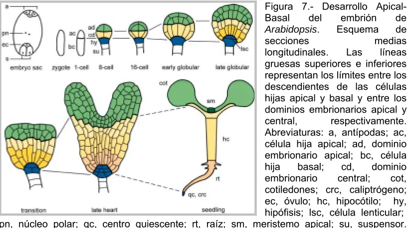 Figura 7.- Desarrollo Apical-