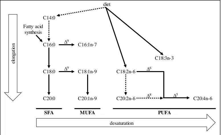 Figure 1.1. Main metabolic pathways for the fatty acids considered in the case study (adapted from Cook and McMaster, 2002)