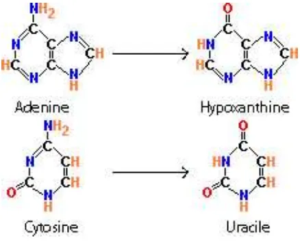 Figure 3: Deamination Cytosine and Adenine to Uracile and Hypoxantine. 
