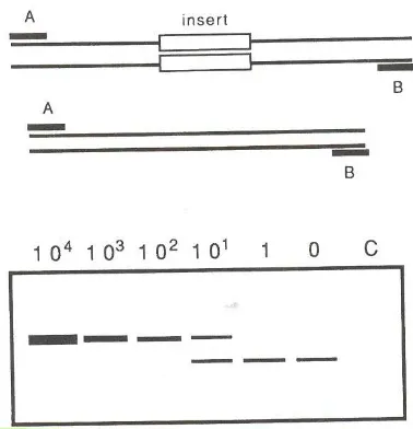 Figure 7: Schematic illustration of quantitative PCR. Above the template from a tissue extract which is amplify by primers A and B and the same template in which an insert has been introduced