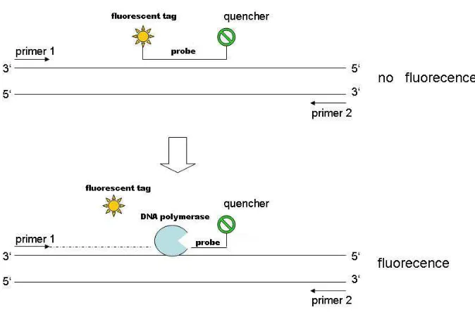 Figure 8: Real Time PCR experiment. A probe lies downstream of the forward primer and has a fluorescent tag at the 5’ end and a quencher at the 3’ end