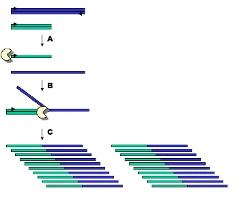 Figure 11: A schematic representation of a jumping PCR event. Two similar sources of DNA molecules are represented, althought one of them is fragmented (the green one)