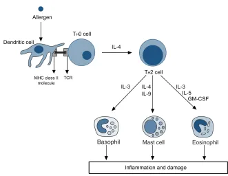 Figure 1.2: Inﬂammatory cascade in allergic asthma. Adapted from Holgate(2008)