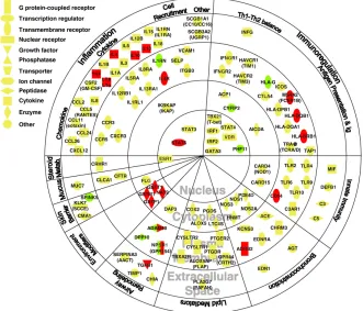 Figure 1.4:All genes were associated in at least one study (Ober andHoffjan, 2006). In red, genes associated in ten or more studies (Vercelli, 2008).Green nodes indicate genes identiﬁed by positional cloning