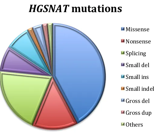 Figure 10.  HGSNAT gene. HGSNAT gene estructure, with 62.4 Kb of length and containing 18 exons (www.ensembl.org)