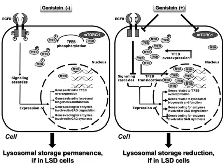 Figure 18. Mechanisms of action of genistein. Schematic representation of the putative mechanism of 