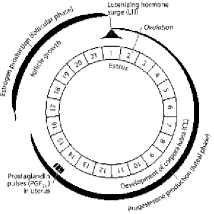 Figure 1.2. Endocrine mechanisms of the normal estrous cycle of a sow (modified from Roy N