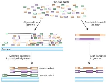 Figure 1.3. Transcript assembly and quantification by RNA-Seq (Modified from Haas BJ et al., 