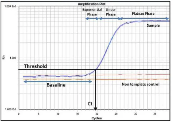Figure 1.6. RT-qPCR amplification plot. 