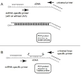 Figure 1.8. Amplicon detection by using SYBR Green (A) or TaqMan probes (B). Modified from 