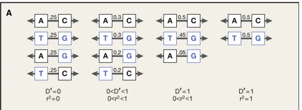Figure 5. Differences between metrics of Linkage Disequilibrium.Left: Two markers with 0.5 allele frequency are not linked and eachresulting haplotype has a frequency of 0.25