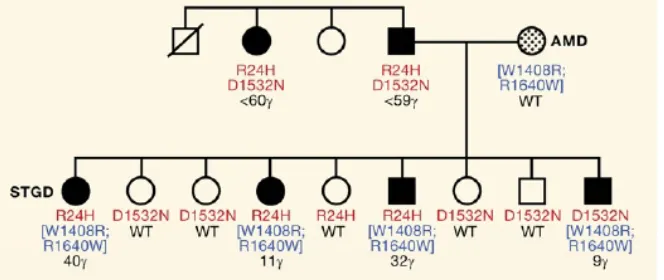 Figure 6. Phenotypic heterogeneity in Mendelian disease.Example from a pedigree in which different combinations of ABCA4alleles determine the age-of-onset and severity of Stargardt maculardystrophy (Lupski et al