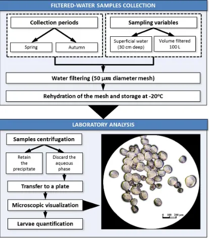 Figure 1.3. Workflow of the protocol used by the official Spanish governmental agencies for the detection and quantification of zebra mussel larvae in water samples