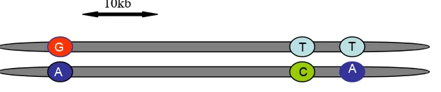 Figure 2: A 3 SNP Haplotype in a diploid individual.