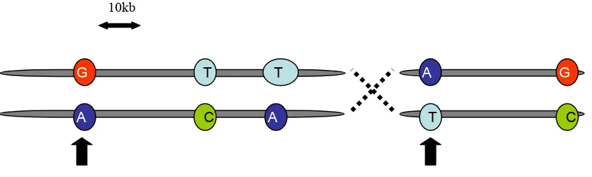 Figure 3:Two chromosomes with tagSNPs indicated by arrows 