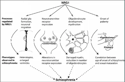 Figure 6: NRG1, its functions and possible correspondances with Schizophrenia phenotypes 