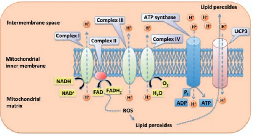 Figure 6. Scheme of the electron transport chain. All four complexes of the electron transport chain are found in the mitochondrial inner membrane