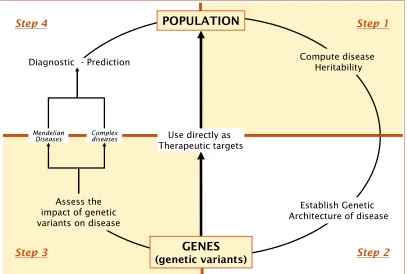 Figure 3. Steps from populations to genes, and from genes to populations. 