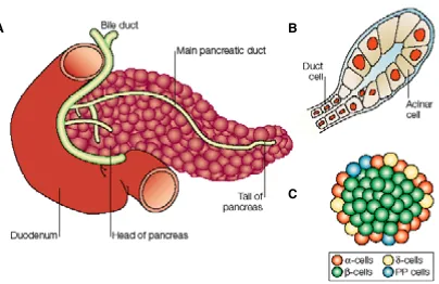 Figure 1. The pancreas is a mixed exocrine and endocrine organ. a) The mature pancreas is adjacentto the duodenum, the most anterior part of the small intestine.to supply the gut with digestive enzymes; these are produced and secreted by acinar cells andsubsequently transported to the intestine via the pancreatic ductal system.of four hormone producing cell types  b) The function of the exocrine pancreas is c) Endocrine pancreas consists�-, �-, �-, and pancreatic polypeptide (PP) cells.
