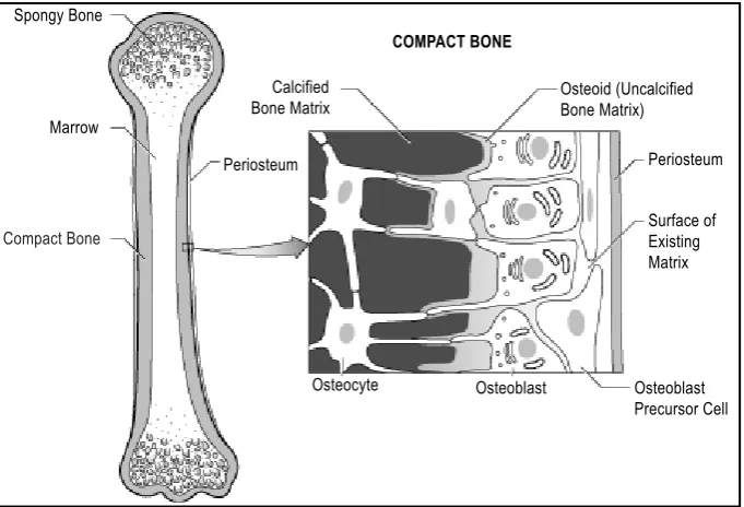 Figure 4. A schematic figure of the osteoblasts embedded in the bone matrix, their calcification  and differentiation  to octeocytes