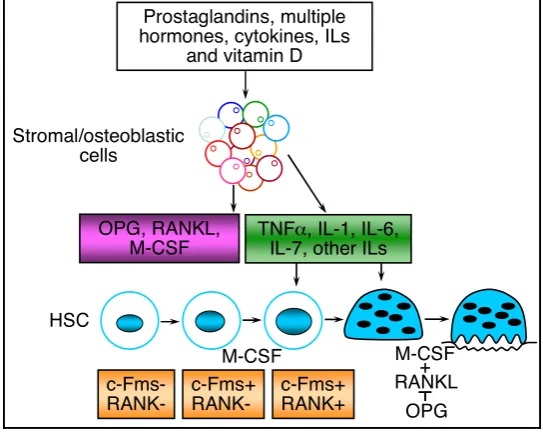 Figure 5. Osteoclast differentiation. Strormal and osteoblastic cells secrete RANK, M-CSF and OPG as well as other factors