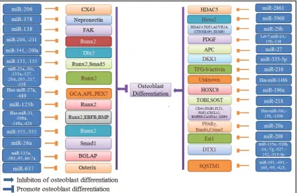 Figure 10. Osteoblast-differentiation regulation by miRNAs. Genes which regulate the osteoblast differentiation are being regulated by miRNAs