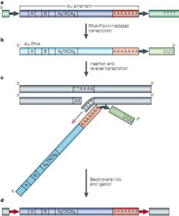Figure 6:  A typical human Alu element and its retroposition (Batzer et al. 2002). 