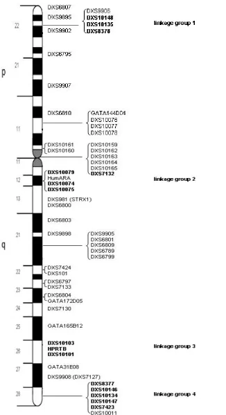Figure 8. Chromosome X ideogram. NCBI). Pair-wise genetic distances (in cM) were calculated from maximum likelihood estimates of approximate position of STRs on the ChrX ideogram is based upon publicised map data (Marshfield, Localisation of ChrX STRs used