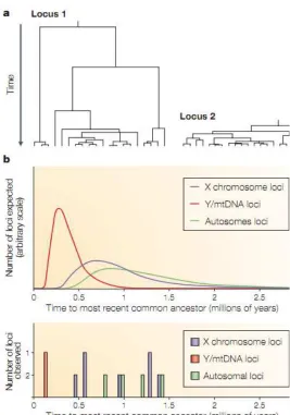 Figure 9.Variation between loci (Schaffner, 2004). 