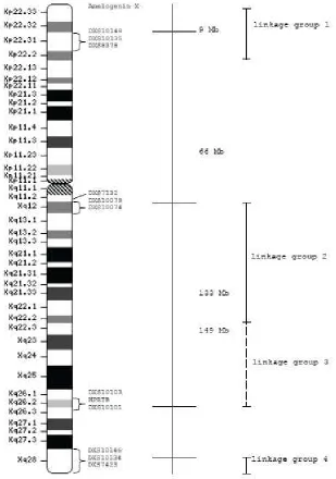 Figure 12.The ideogram of the X-chromosome. Distances from the p-telomere are shown in Mb
