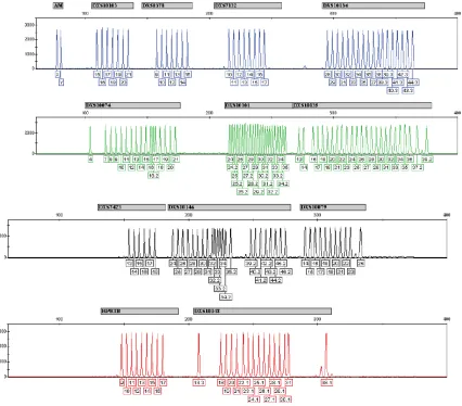 Figure 14: Electropherogram of the allelic ladder Argus X-12 analyzed on an ABI PRISM 310 Genetic Analyzer