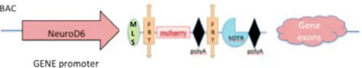 Figure    3:    Image    showing    the    structure    of    the    NeuroD6polyadenilation   signal,   hDTR:   human   diphtheria   toxin   receptor