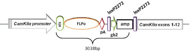 Figure    4:    The    CamkIIα-­‐specific    recombinase    O,    pA:    polyA:    synthetic    simian    virus-­‐40-­‐polyadenilation    signal,    two    loxP   sites,   and   a   gene   encoding   ampicillin   resistance