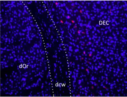 Figure   5:   Picture   of   neurons   expressing   the   mCherry   fluorescence   in   the   entorhinal   cortex