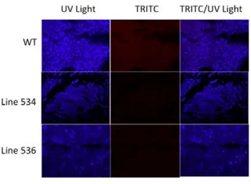 Figure   11:   Expression   of   the   mCherry   in   the   heart   and   the   liver