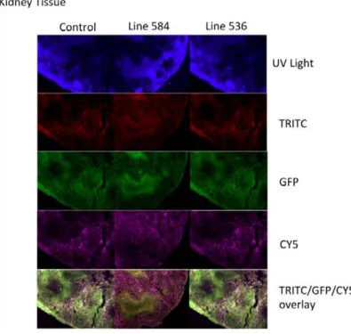 Figure   12:   Expression   of   the   mCherry   in   the   kidney.   In   the   left   column   a   wild   type   is   compared   to   