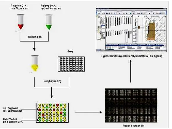 Figure 4. Schematic overview of aCGH. In the first step, genomic DNA samples from a test and a reference are differentially labeled