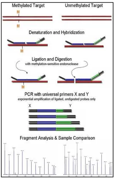 Figure 7. MS-MLPA overview. Steps in MS-MLPA are the same than in standard MLPA except for the digestion of probes by the methylation sensitive enzyme