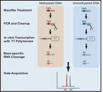 Figure 8. Scheme of the steps in EpiTYPER technology. On the left of the image, the procedure for a methylated CpG