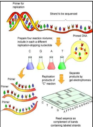 Figure 9. Schematic overview of Sanger sequencing procedure. The use of dideoxynucleotide might cause the end of the chain synthesis