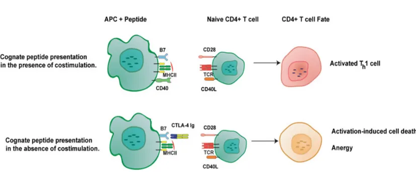 Figure 4. T-cell activation in the presence of CTLA4-Ig. From Podojil and Miller, 2013