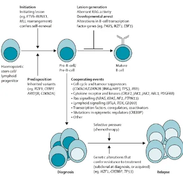 Figure 6. Genetic pathogenesis of B-ALL at diagnosis and relapse. From Mullighan, 2013